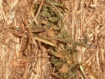 Vetch Hay 2021 Season