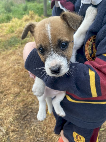 Purebred Jack Russell Terrier puppies 