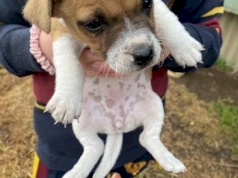 Purebred Jack Russell Terrier puppies 