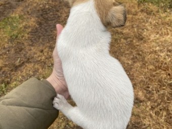 Purebred Jack Russell Terrier puppies 