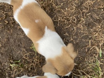 Purebred Jack Russell Terrier puppies 