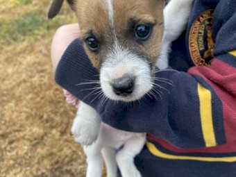Purebred Jack Russell Terrier puppies 