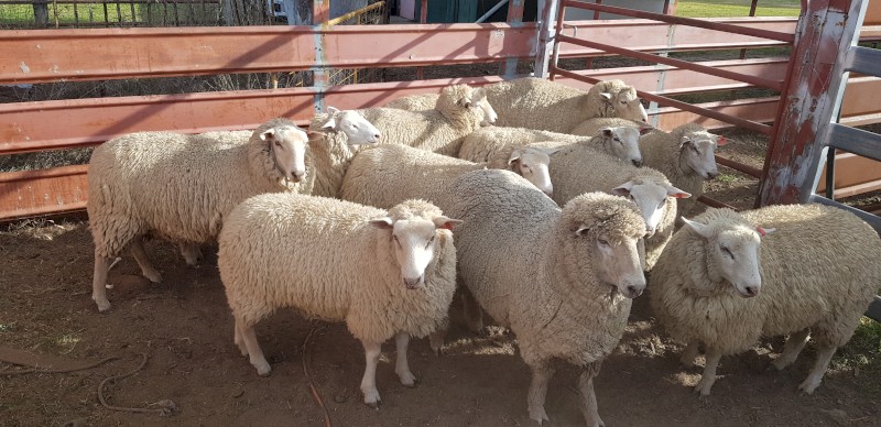 XB Composite Ewes and Ram