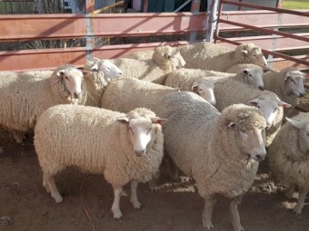 XB Composite Ewes and Ram