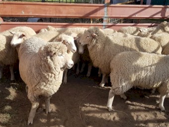 XB Composite Ewes and Ram