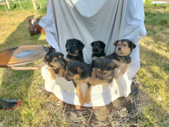 Kelpie/Border Collie X Tasmanian Smithfield (Not Heeler)