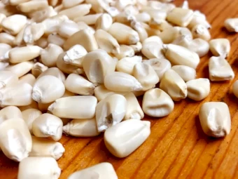 Premium White Corn for Delicious Meals - Non-GMO, Gluten-Free, 100% Natural Wholesale