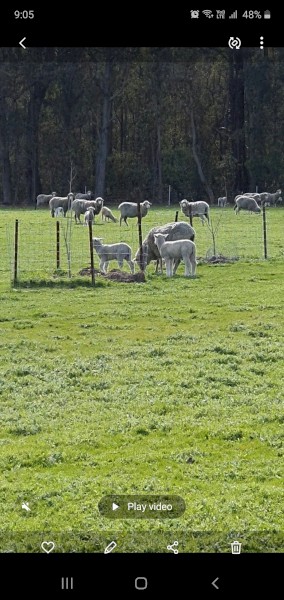 200 Merino Ewes