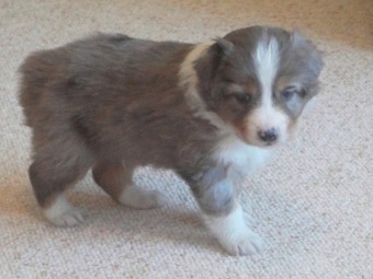 Australian Shepherd dog health tested parents