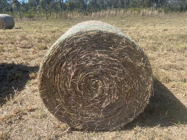 Rhodes Grass 4*4 Suit  Cows, Cattle, Goats, Sheep