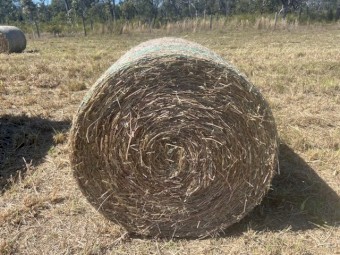 Rhodes Grass 4*4 Suit  Cows, Cattle, Goats, Sheep