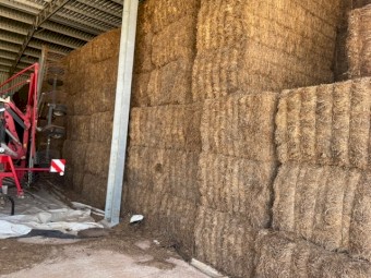 2022 Vetch Hay (500) bales