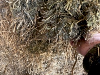 2022 Vetch Hay (500) bales