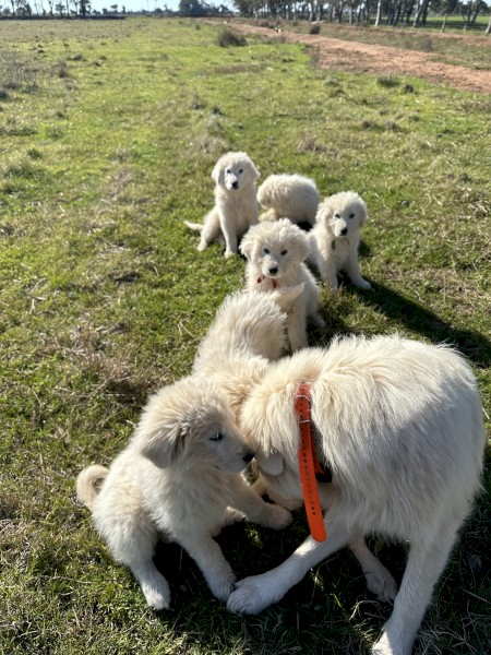 Maremma Pups for sale