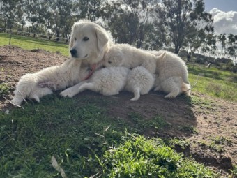 Maremma Pups for sale