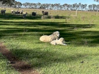 Maremma Pups for sale