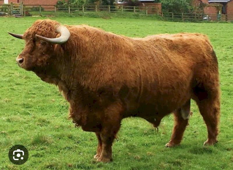 WANTED Highland Bull