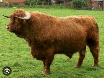 WANTED Highland Bull
