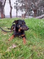 WKC Registered Kelpie Working Dog Pups