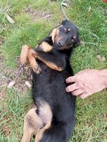 WKC Registered Kelpie Working Dog Pups