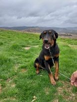 WKC Registered Kelpie Working Dog Pups