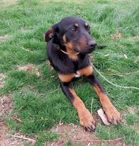 WKC Registered Kelpie Working Dog Pups