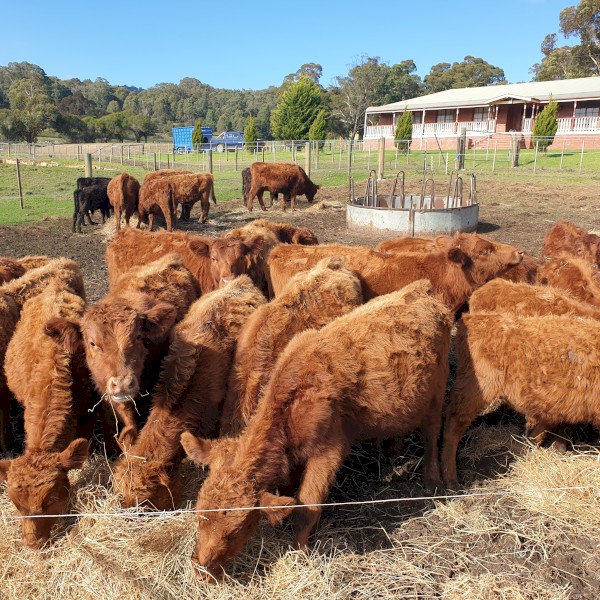 Red Angus Steers
