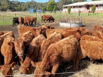 Red Angus Steers