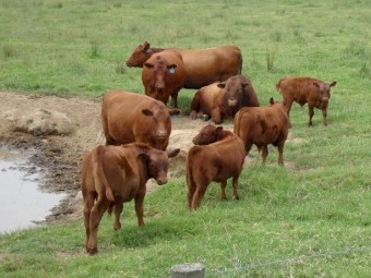 Red Angus Steers