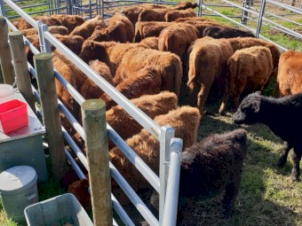 Red Angus Steers