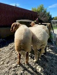 Fat tail awassi sheep for sale