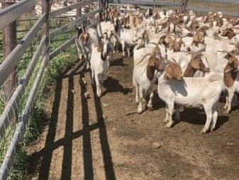 Boer goats for sale