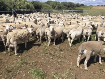 Australian white dorper lambs for sale