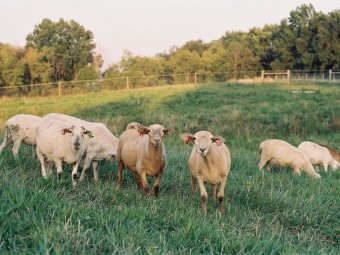Self shedding Katahdin sheep for sale
