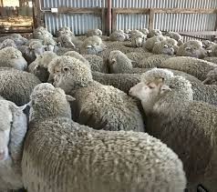 Merino Sheep Flock -Rams Ewes and Lamb for sale