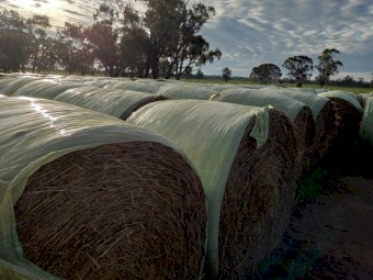 *PRICE REDUCED* Wheaten and Oaten Hay Rolls 2021 season outsides wrapped 