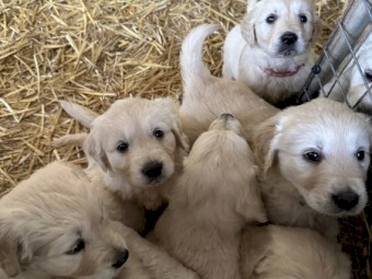 ANCK Pure Bred Golden Retrievers working line pups ready to go 