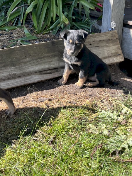 Kelpie pups