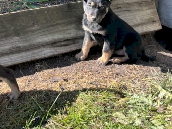 Kelpie pups