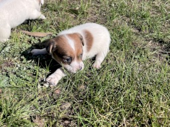 Jack Russell pups