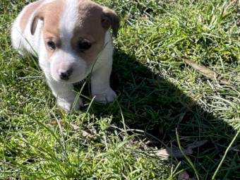 Jack Russell pups