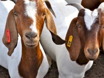 Boer goats for sale 