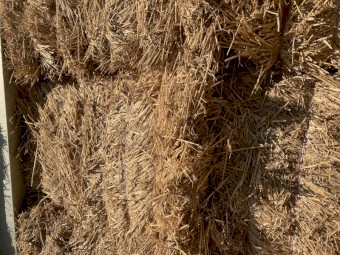 Shedded Wheat straw