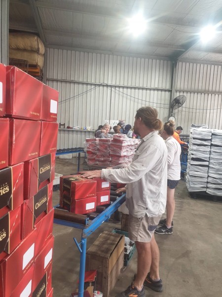 Cherry Grader and Complete Grading Line made by GP Graders