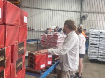 Cherry Grader and Complete Grading Line made by GP Graders