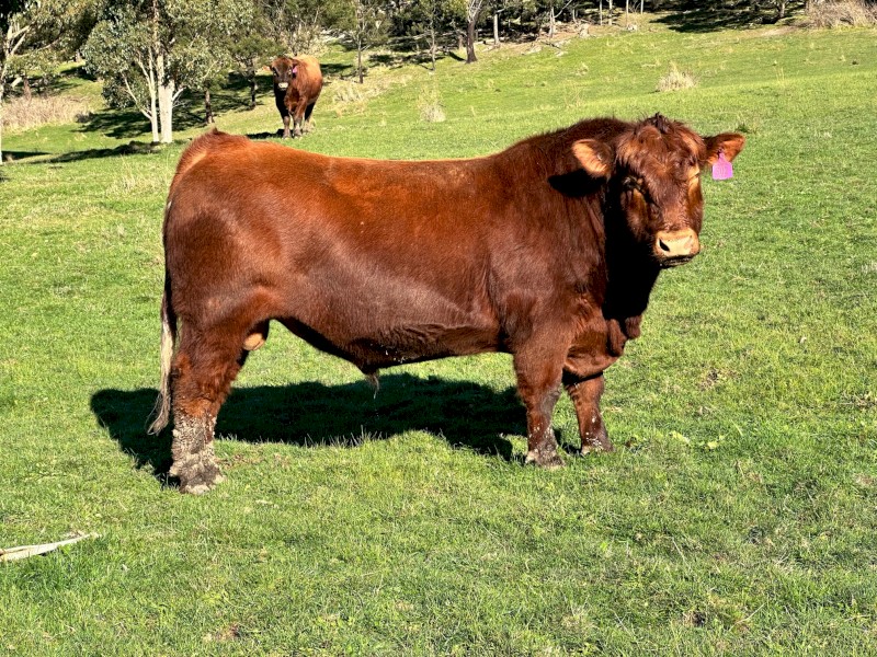 Registered Red Angus Bull