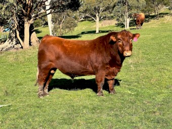Registered Red Angus Bull