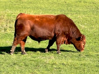 Registered Red Angus Bull