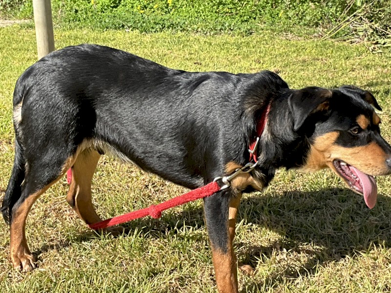 Woodland View Kelpie Stud