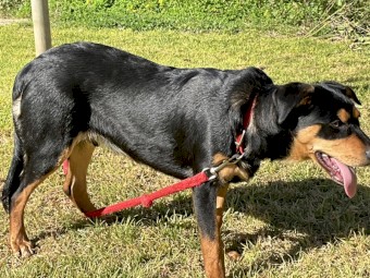Woodland View Kelpie Stud